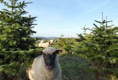Weihnachtsbaumhof Schulte-Göbel