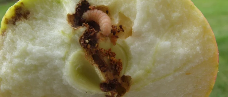 Apfel mit Apfelwicklerbefall