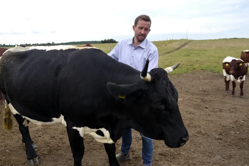 Mann steht auf Feld neben einer Kuh und berührt sie. Klick führt zu Großansicht.