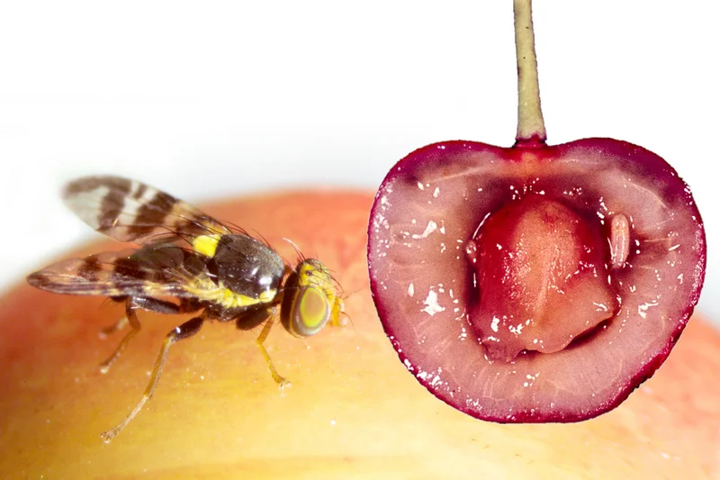 Kirschfruchtfliege (Rhagoletis cerasi)