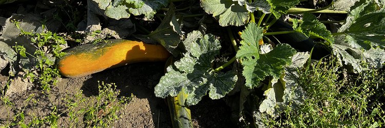 Zucchini auf dem Feld