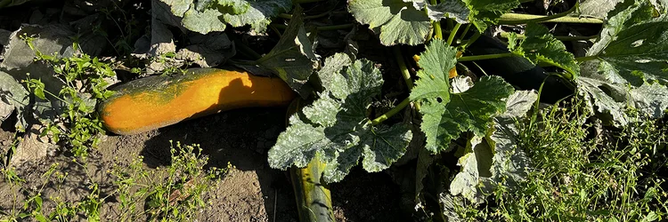 Zucchini auf dem Feld