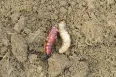 Markeule Raupe Puppe