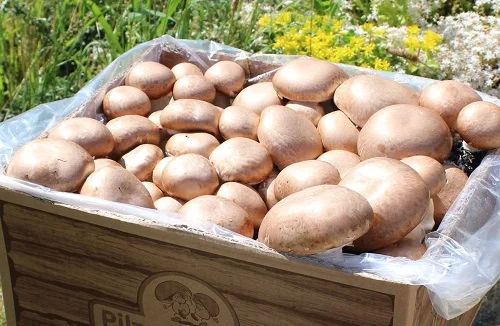 Braune Box mit Champignons. Klick führt zu Großansicht im neuen Fenster.