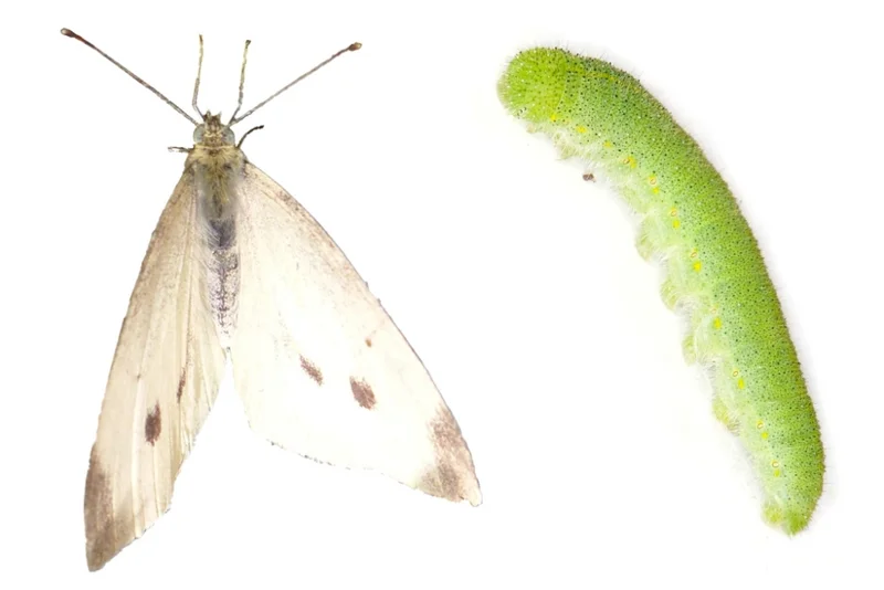Kleiner Kohlweißling (Pieris rapae)
