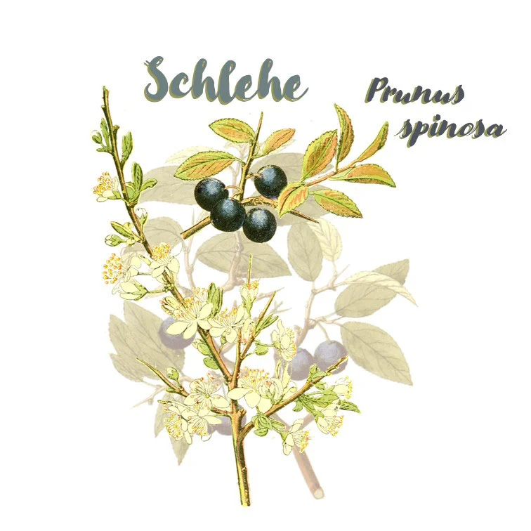 Schlehe