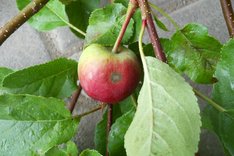 Was leisten schorfresistente Apfelsorten im Bio-Obstbau?