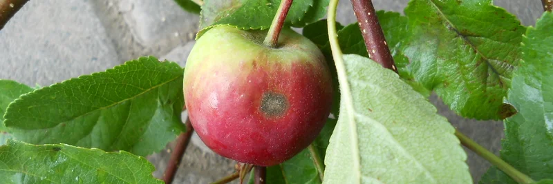 Apfel mit Schorfbefall hängt am Baum