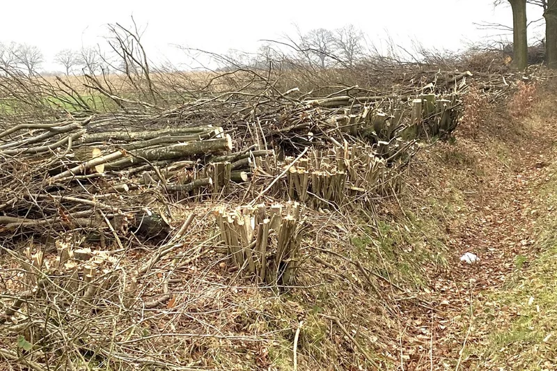 Auf den Stock gesetzte Hecke.