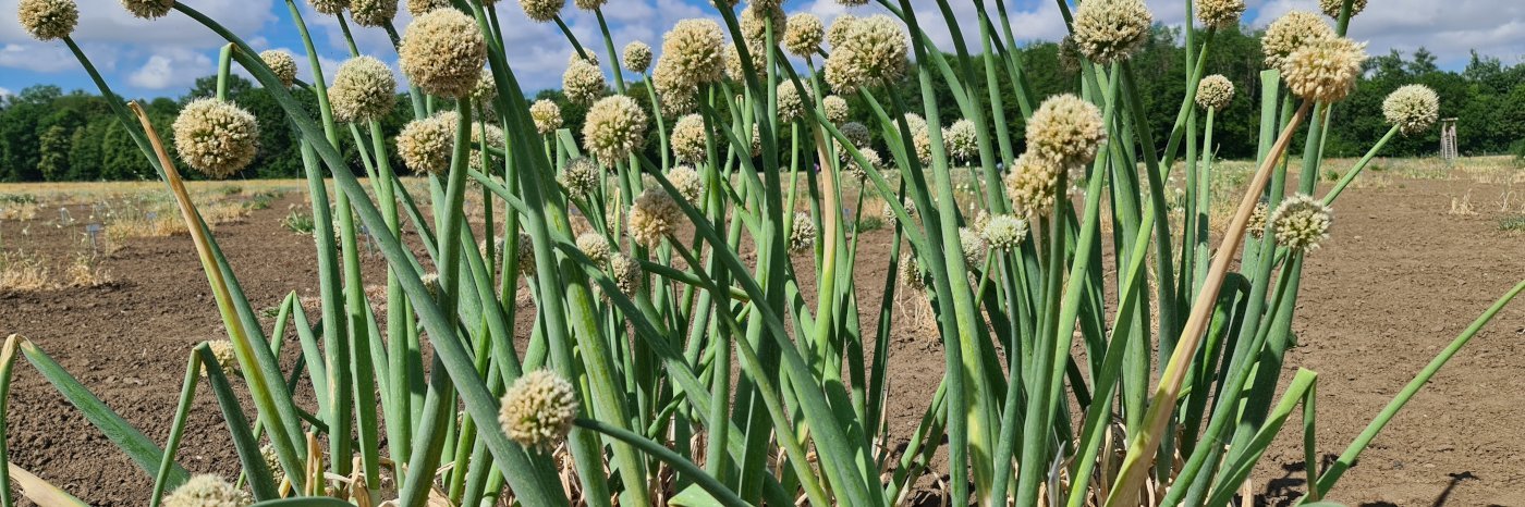 Allium-Pflanze auf Feld