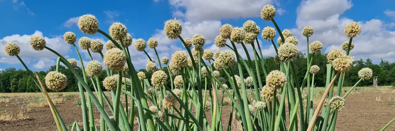 Allium-Pflanze auf Feld