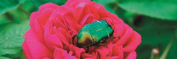 Rose mit Käfer