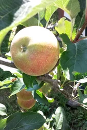 Apfelsorte Natyra. Zum Vergrößern Klicken.