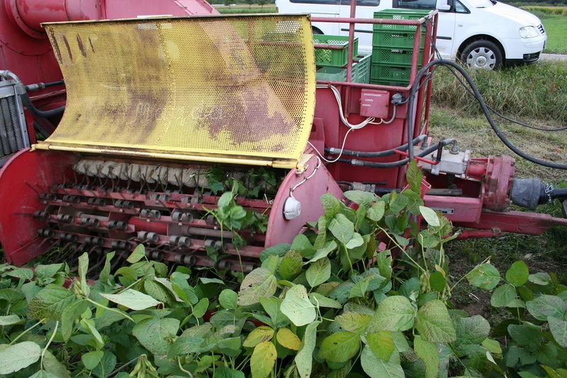 Buschbohnen-Ernter im Einsatz bei Edamame. Klick führt zu Großansicht.