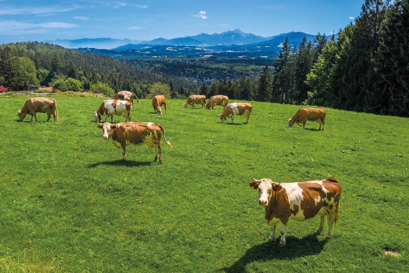 Kühe auf einer Wiese vor Alpenpanorama