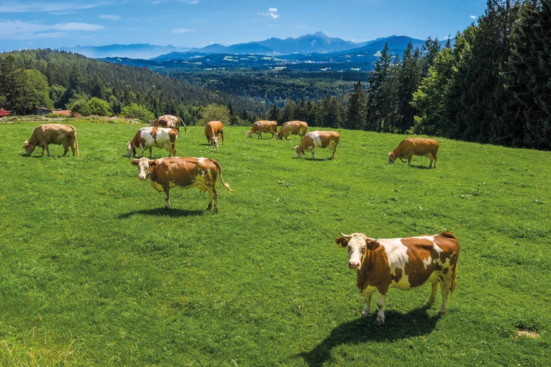Ökologische Rinderhaltung im Mangfalltal. Foto: SWM