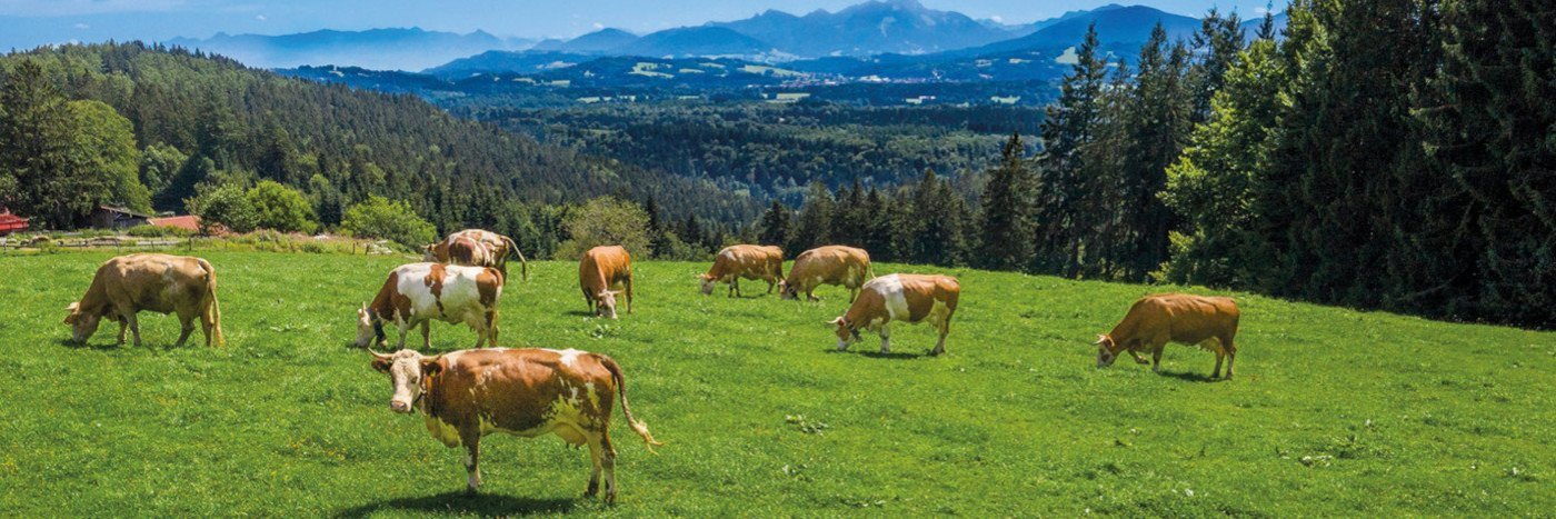 Kühe auf einer Weide vor Alpen-Panorama