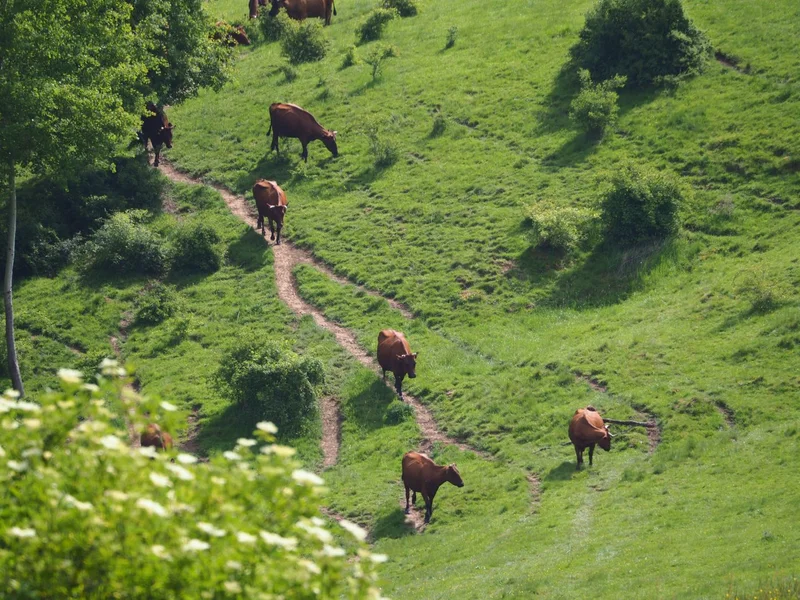 Kühe auf der Weide