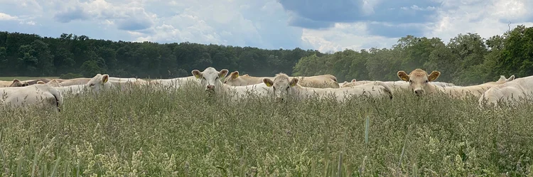 Kühe stehen inmitten von kopfhohem Gras.