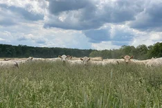 Mob Grazing – Weidestrategie für trockene Gebiete