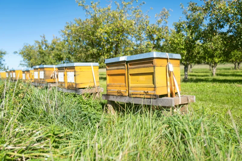 Bienenstöcke, Klick führt zu Großansicht, Schließen mit ESC