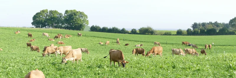 Jerseyherde grasend auf Weide