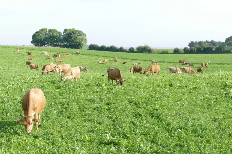Jerseyherde grasend auf Weide