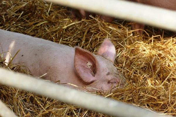 Schwein liegt in Stroh. Klick führt zu Großansicht in neuem Fenster.