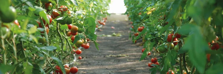 Tomatensträucher