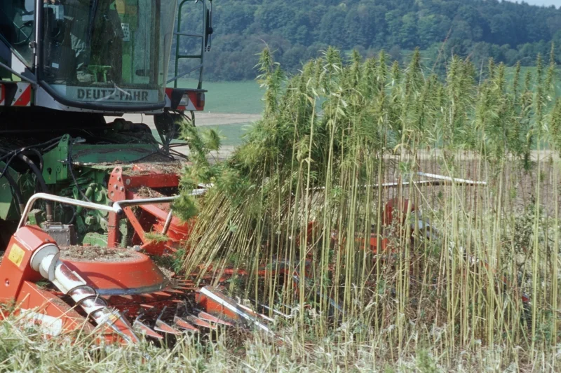 Spezialmaschine erntet Hanf. Klick führt zu Großansicht im neuen Fenster.