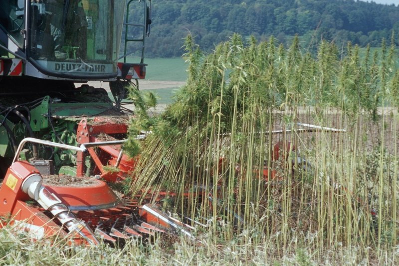 Spezialmaschine erntet Hanf. Klick führt zu Großansicht im neuen Fenster.