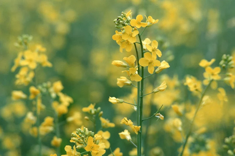 Rapsblüten, Foto: Thomas Stephan