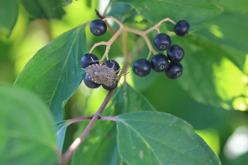 Biologie der Marmorierten Baumwanze