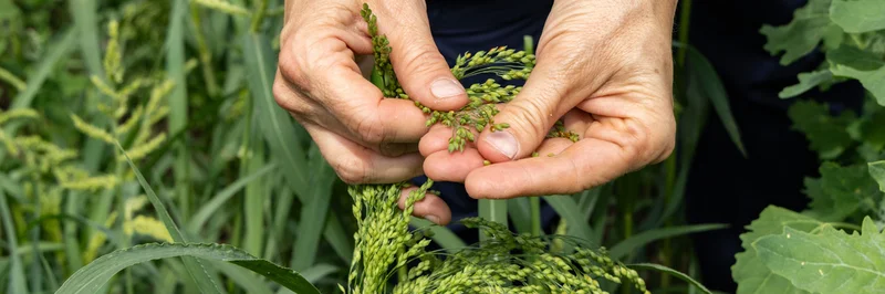 Hirse aus ökologischer Landwirtschaft zwischen zwei Händen.