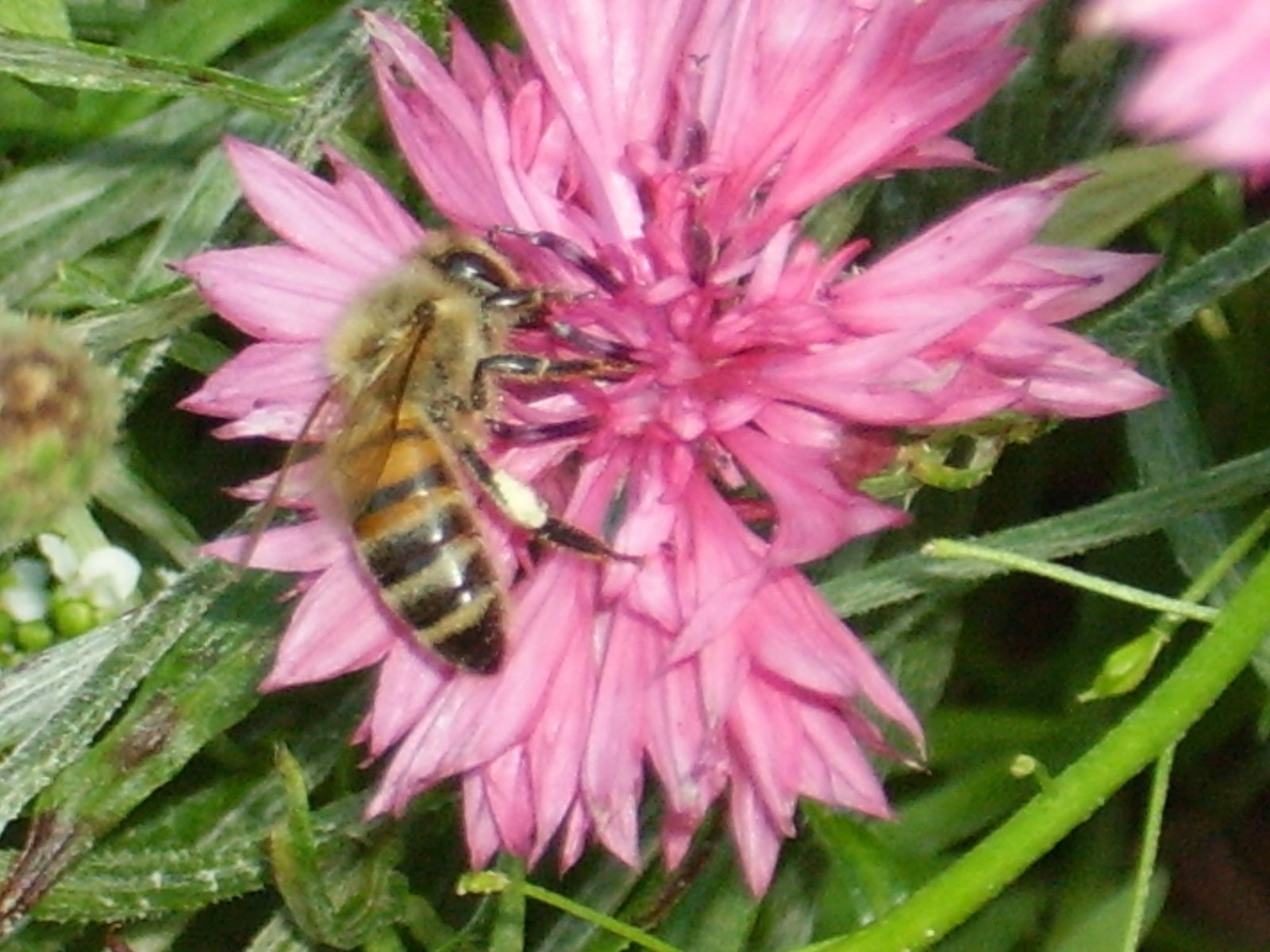 Biene in Blüte. Klick führt zu Großansicht im neuen Fenster.
