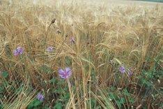 Ein Gerstenfeld mit blühender Begleitflora. Klick führt zu Großansicht.