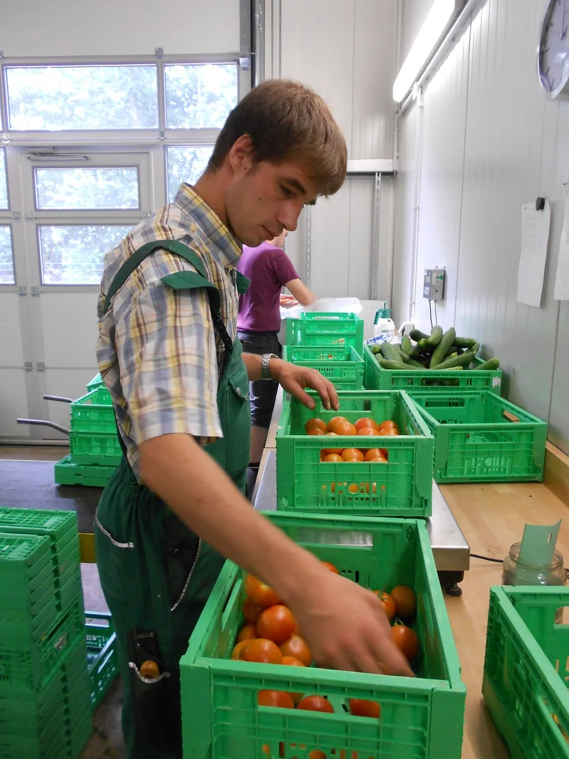 Mann packt Tomatenkisten