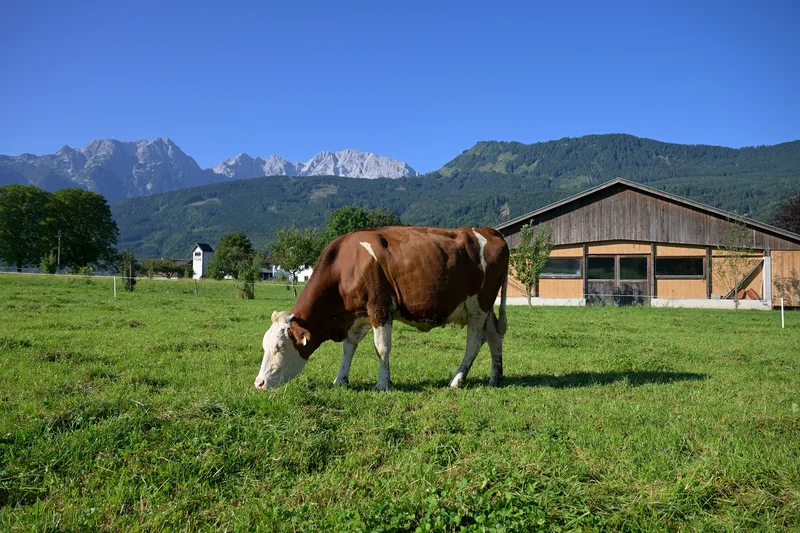 Kuh auf Weide mit Bergpanorama im Hintergrund.