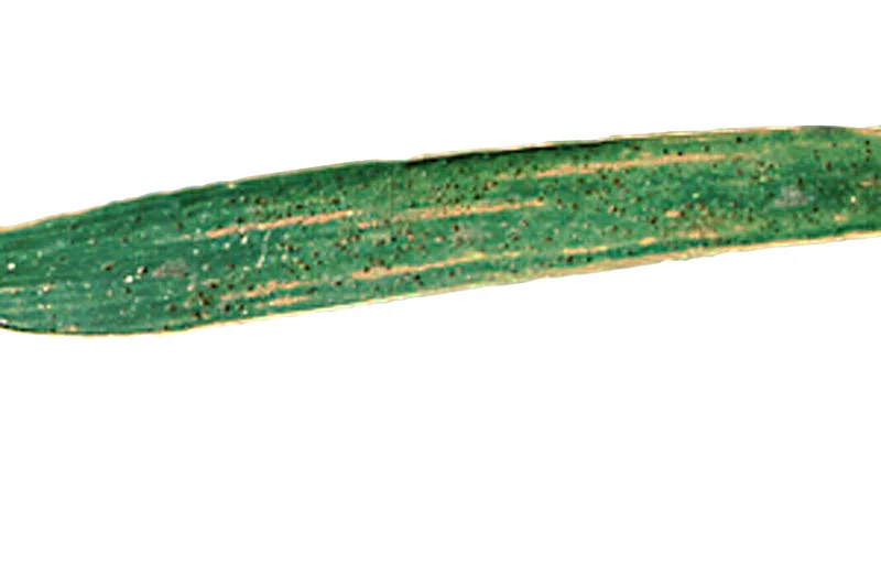 Zwergrost der Gerste (Puccinia hordei)