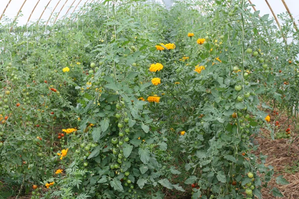 Tomatenpflanzen im Folientunnel. Klick führt zu Großansicht in neuem Fenster.