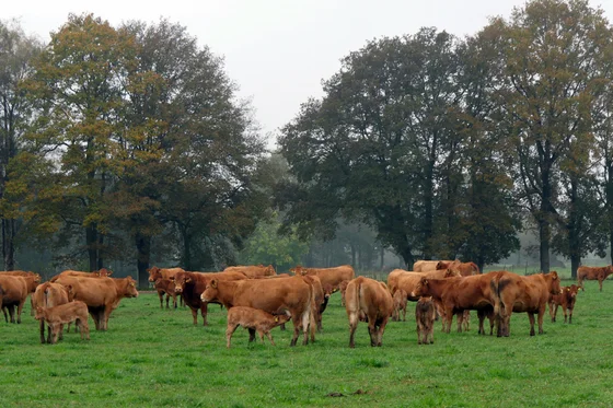 Limousin-Kühe. Klick führt zu Großansicht in einer Lightbox. Zum Schließen der Lightbox ESC drücken.