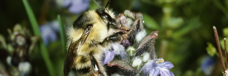 Weibchen der Bunten Hummel.