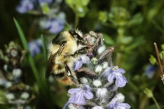 Bunte Hummel (Bombus sylvarum, LINNAEUS, 1761)