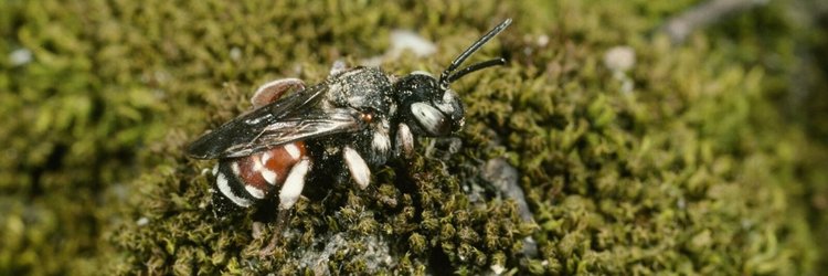 Weibchen am Nistplatz der Wald-Schenkelbiene. Foto: Albert Krebs