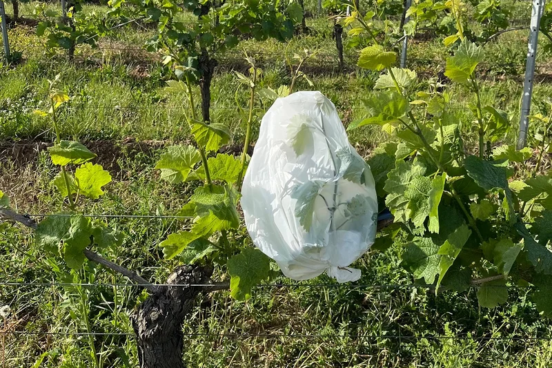 Künstlich infizierter Trieb in der Riesling-Versuchsanlage. Klick führt zu Großansicht im neuen Fenster.