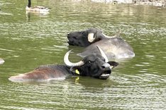 Biohof Ellerneff: Wasserbüffel als Natur- und Klimaschützer