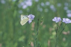 Sorgt Bio wirklich für mehr Artenvielfalt?