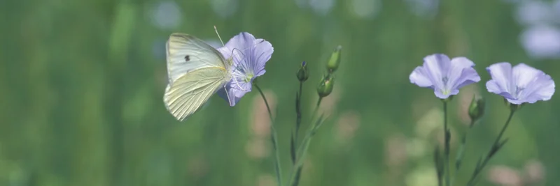 Schmetterling auf einer Blüte