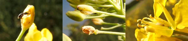 Schadwirkung an Knospen