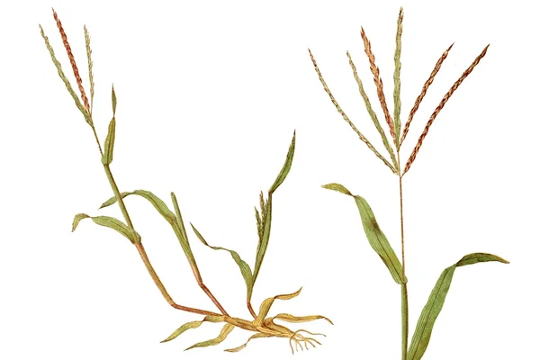 Blutrote Fingerhirse, Bluthirse Digitaria sanguinalis